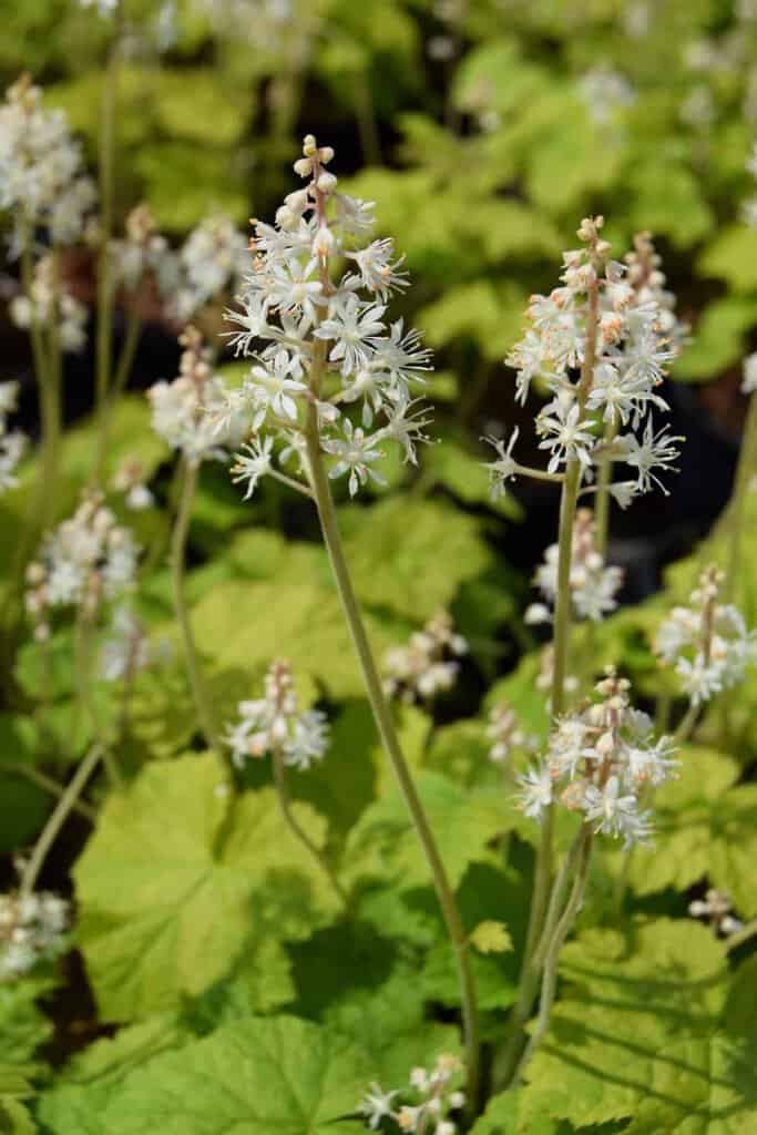 Tiarella cordifolia ---